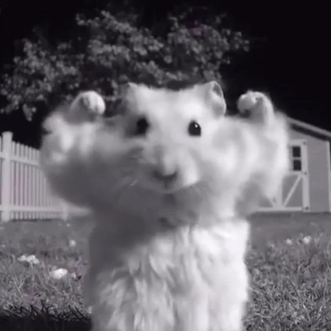 Peta the hamster, paws raised in victory